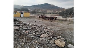 جمع آوری احشام سرگردان در سطح شهر توسط نیروهای خدمات شهری شهرداری تالش