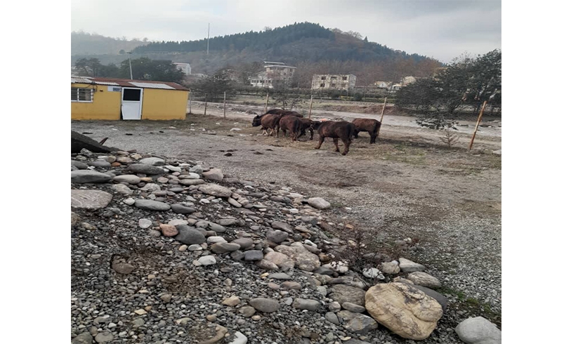 جمع آوری احشام سرگردان در سطح شهر توسط نیروهای خدمات شهری شهرداری تالش