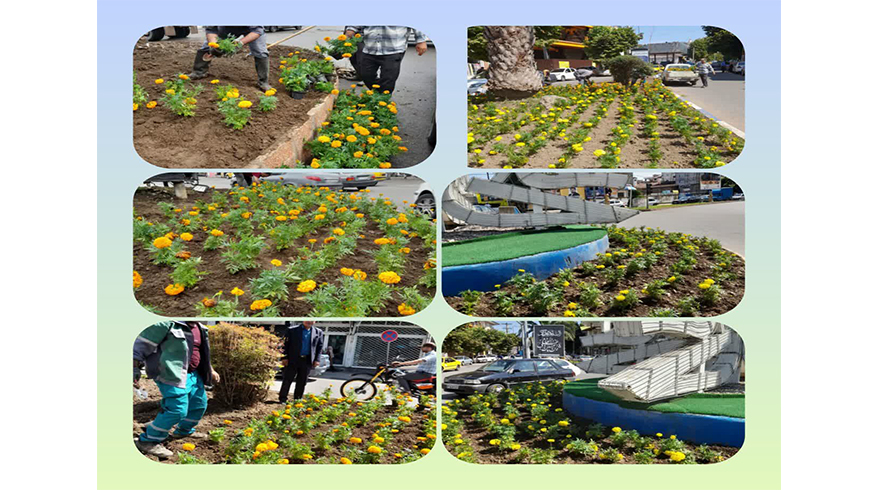كاشت گلهای فصلی در میادین و بلوارهای شهر تالش